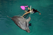 DOLPHIN DIVING